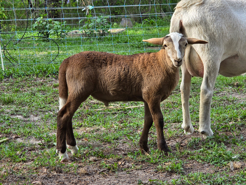 Katahdin Lamb