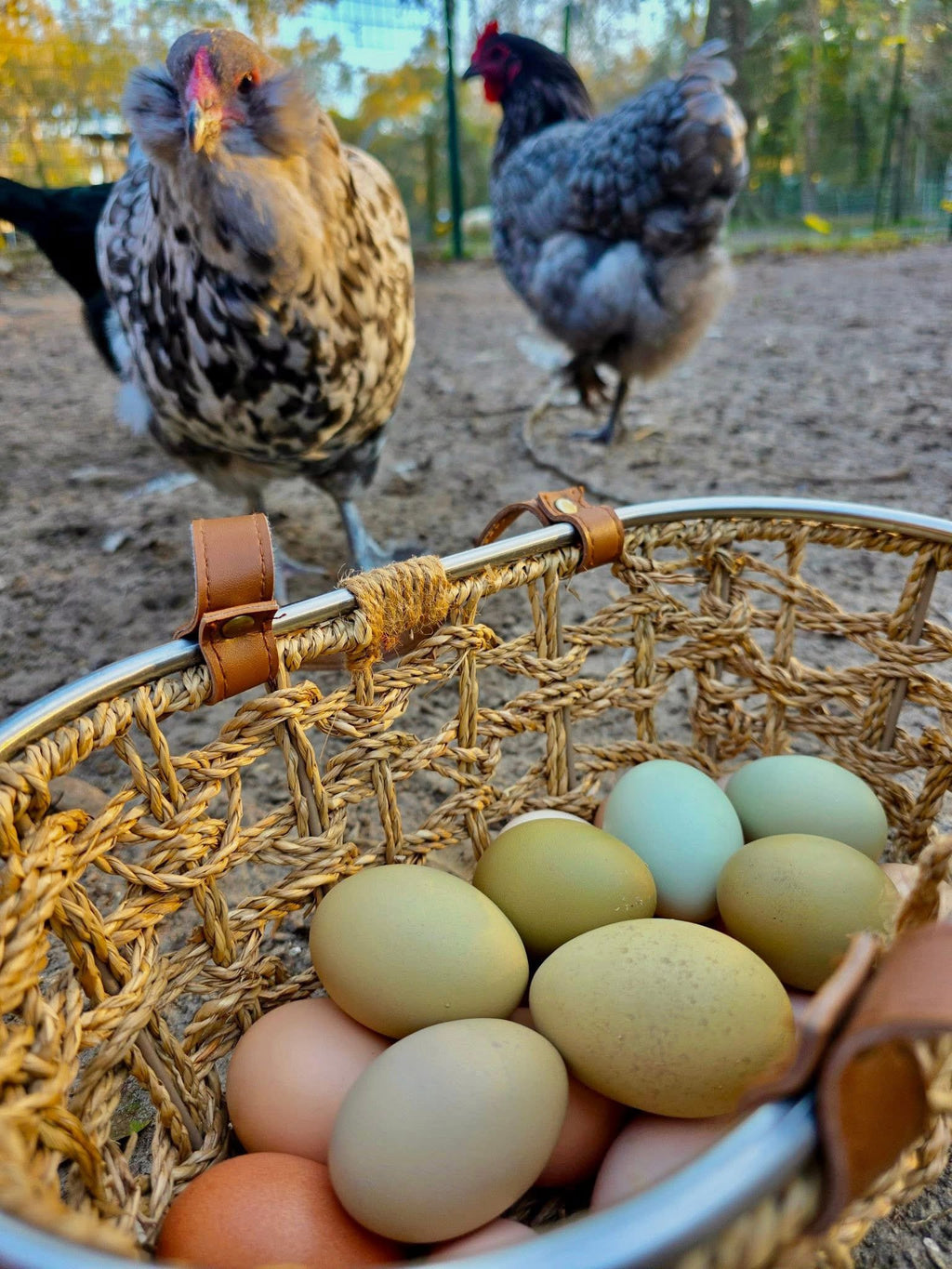 Rainbow Hatching Eggs