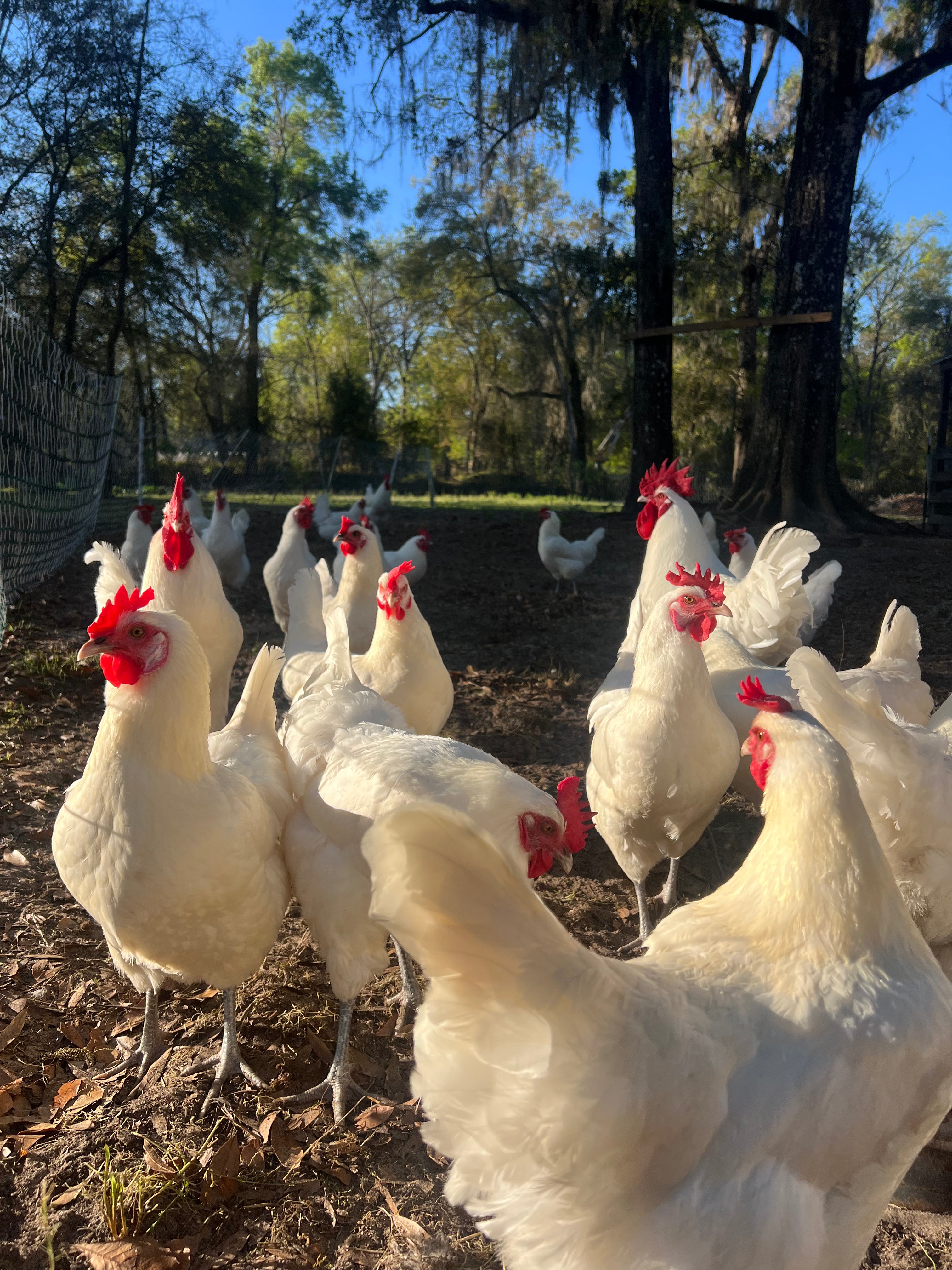 American Bresse Hatching Eggs