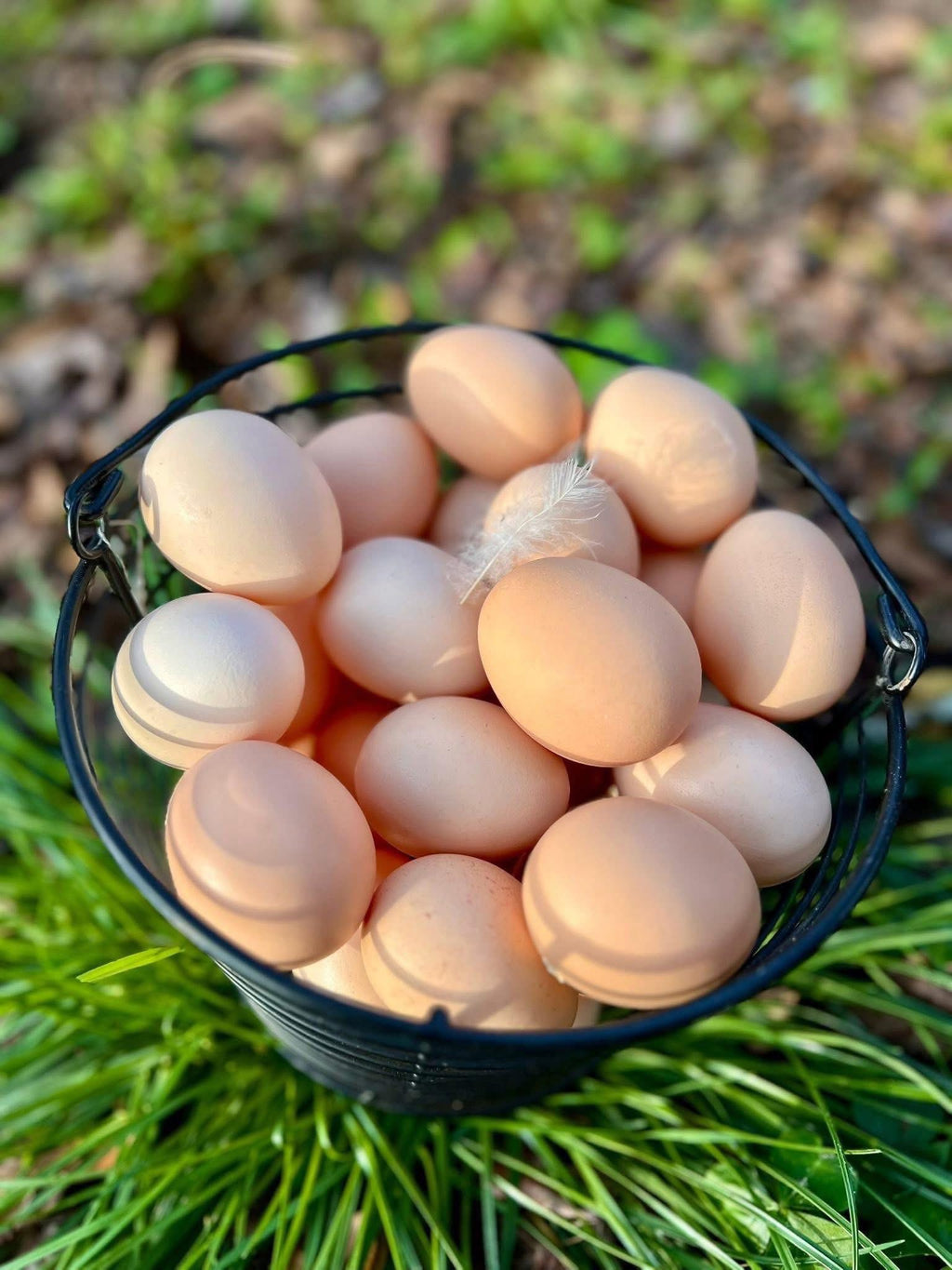 American Bresse Hatching Eggs