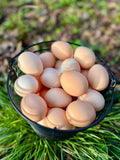 American Bresse Hatching Eggs
