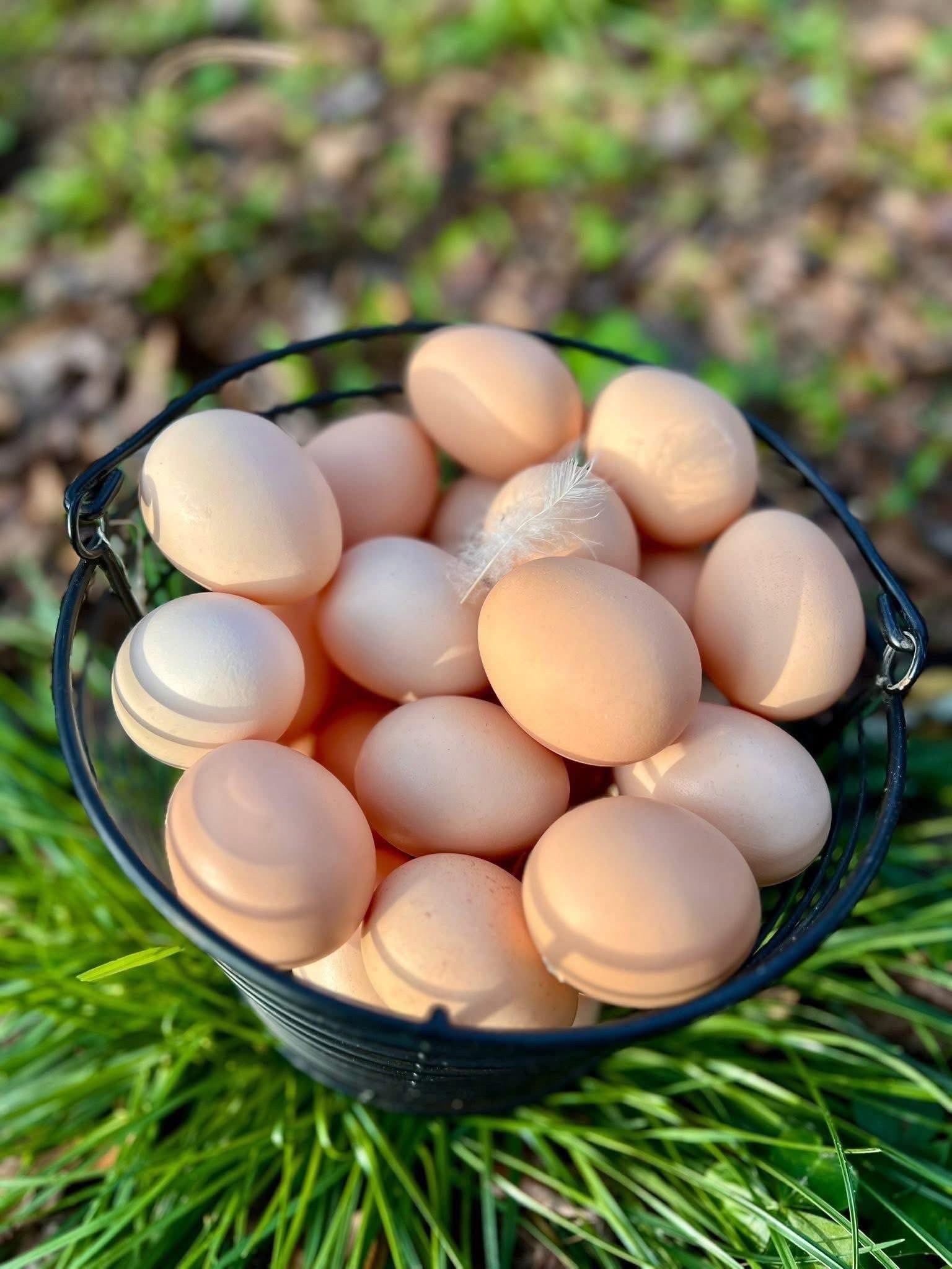 American Bresse Hatching Eggs