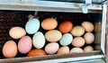 Rainbow Hatching Eggs