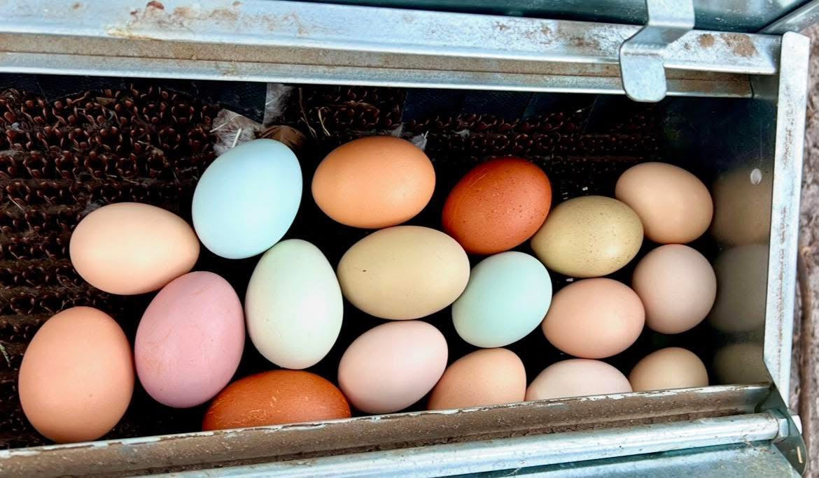 Rainbow Hatching Eggs
