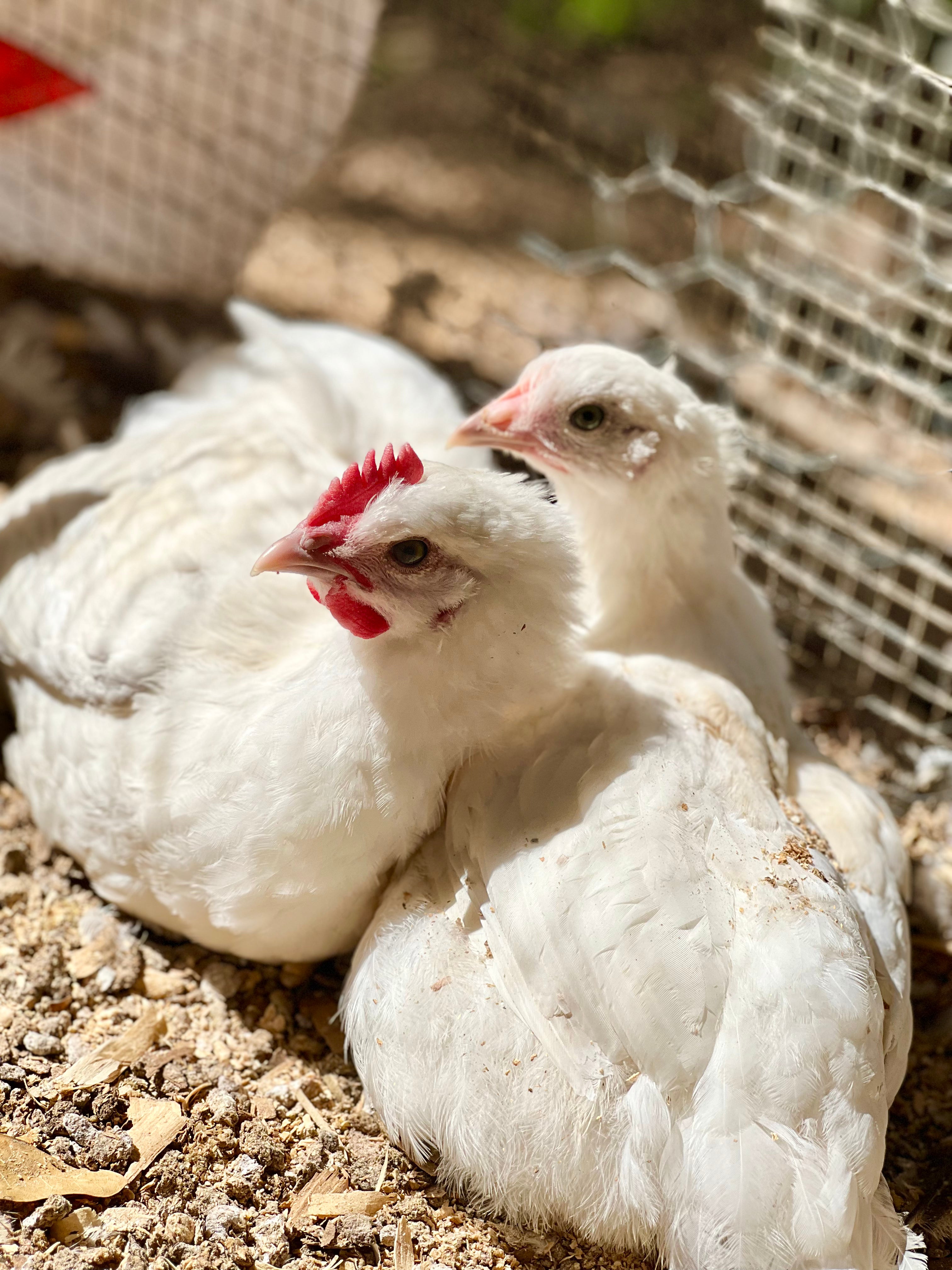 American Bresse Hatching Eggs