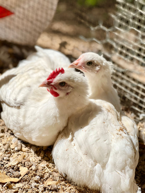 American Bresse Hatching Eggs